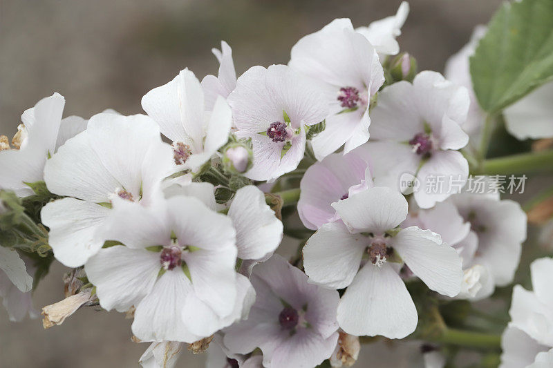 锦葵(Althea officinalis)